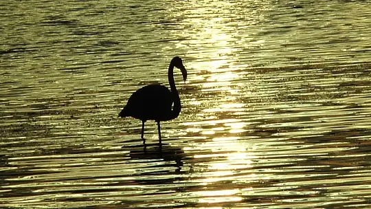 Flamingolar tuzla sulak alanına akın etti