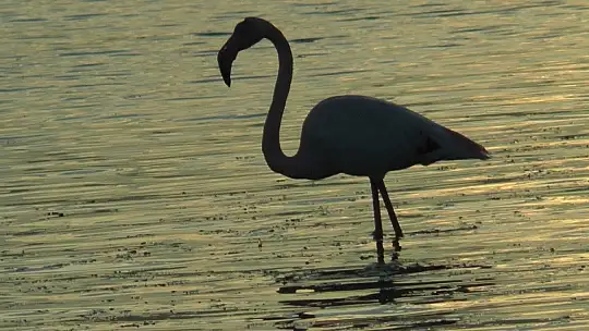 Flamingolar tuzla sulak alanına akın etti
