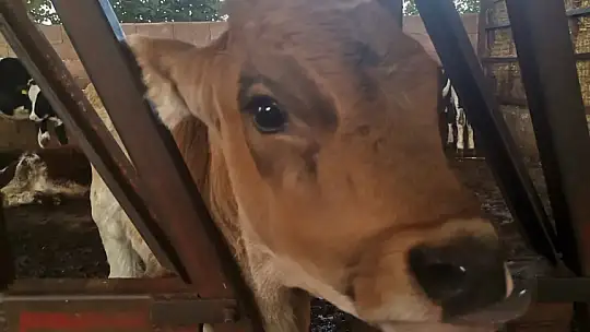 Hastalıktan Arı İşletme Sayısı Artıyor