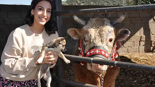 GENÇ KIZIN BOĞA SEVGİSİ ŞAŞIRTIYOR