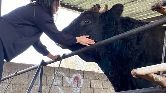 GENÇ KIZIN BOĞA SEVGİSİ ŞAŞIRTIYOR