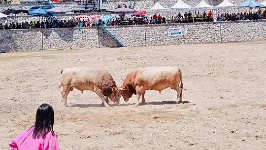 GENÇ KIZIN BOĞA SEVGİSİ ŞAŞIRTIYOR