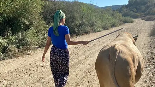 GENÇ KIZIN BOĞA SEVGİSİ ŞAŞIRTIYOR