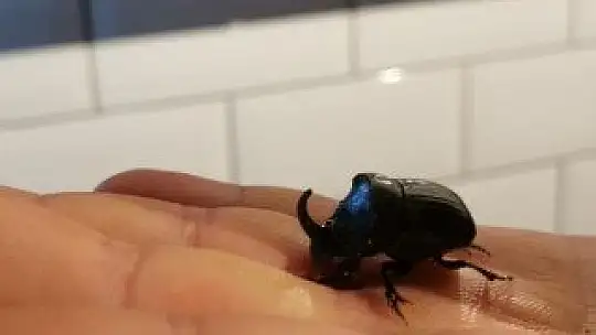 Gergedan böceği evinden çıktı