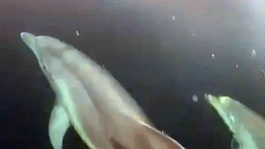 Gökova Körfezi'nde yunuslardan görsel şölen