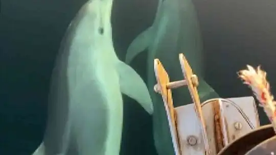 Gökova Körfezi'nde yunuslardan görsel şölen