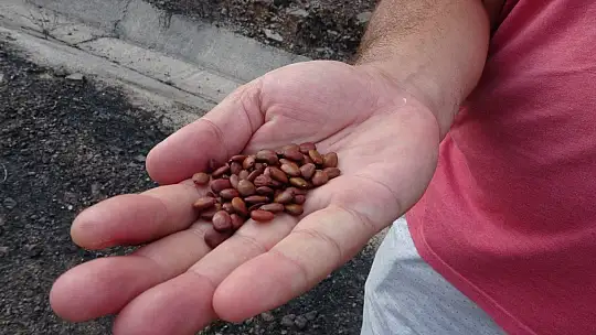 Gözü gibi bakarak biriktirdiği 4 bin ağaç tohumunu yanan ormanlar için paylaşmak istiyor