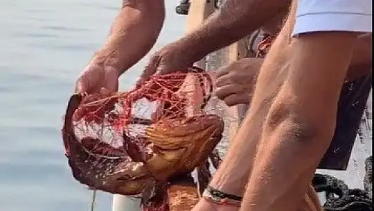 Hayalet ağlara dolanan orfozu kurtardı