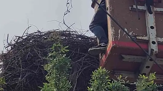 Hayvan sever Muhtar leylek yuvalarını temizletti