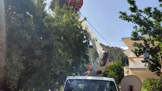 Hayvan sever Muhtar leylek yuvalarını temizletti