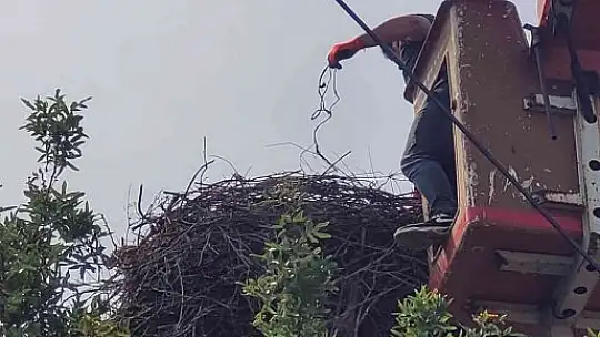 Hayvan sever Muhtar leylek yuvalarını temizletti