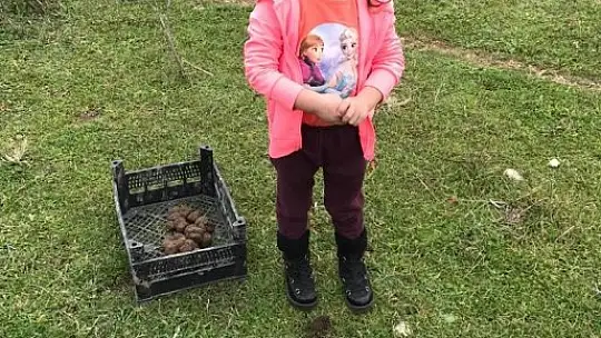 Hedef 20 bin tohum topu