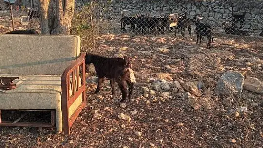 Hırsızlar çobanın keçileri ile birlikte hayallerini de çaldılar