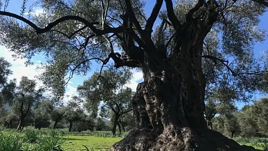 Hobi amaçlı satın aldığı tarlanın içindeki zeytin ağacı 3200 yıllık çıktı
