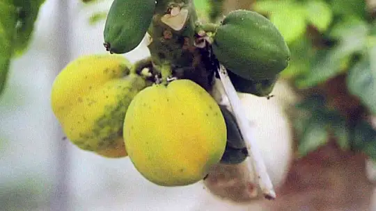 İklim değişikliği, tarımsal faaliyetleri de etkiledi