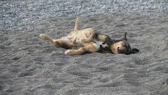 Sahiller turistlere ve hayvanlara kaldı