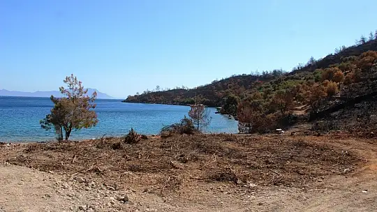 İnşaat yapılıyor denilen yanan koyda, lavanta bahçesi yapıldığı ortaya çıktı