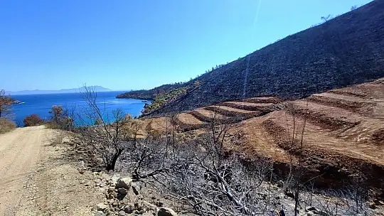İnşaat yapılıyor denilen yanan koyda, lavanta bahçesi yapıldığı ortaya çıktı