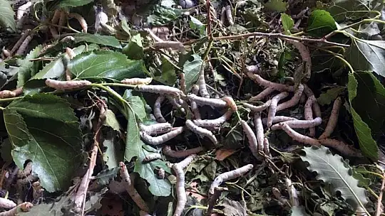 İpekböcekçiliğine destek arttı, üreticinin yüzü güldü