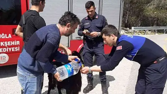Jandarma ve Zabıta'dan ortak kurtarma operasyonu