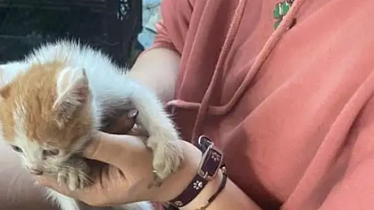 İtfaiye ekipleri, yanan evi söndürmek ve içeride bulunan kedi yavrusunu kurtarmak için seferber oldu