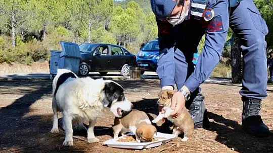 Jandarma'nın hayvan hassasiyeti