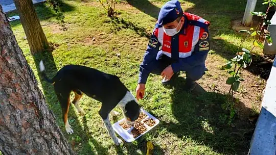 Jandarma'nın hayvan hassasiyeti