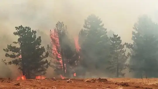 Kulaç, 'Sigorta çok geniş bir yelpazeyi kapsıyor'