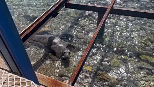 Kameralara adeta poz verdi