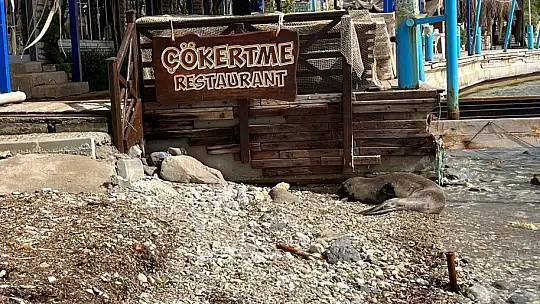 Kameralara adeta poz verdi