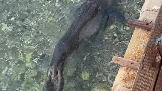 Kameralara adeta poz verdi