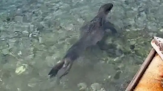 Kameralara adeta poz verdi