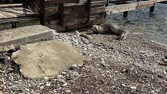 Kameralara adeta poz verdi