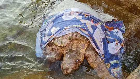 Kaplumbağa için seferber oldular
