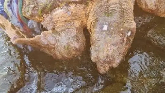 Kaplumbağa için seferber oldular