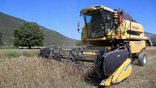 Karakılçık Buğdayları üreticiye ve ihtiyaç sahiplerine dağıtılacak