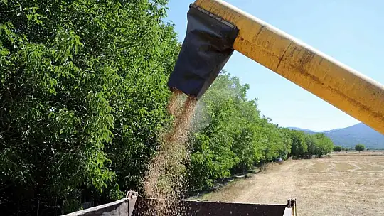Karakılçık Buğdayları üreticiye ve ihtiyaç sahiplerine dağıtılacak