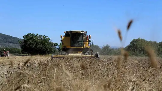 Karakılçık Buğdayları üreticiye ve ihtiyaç sahiplerine dağıtılacak