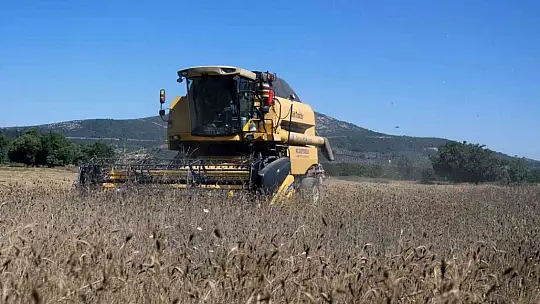 Karakılçık Buğdayları üreticiye ve ihtiyaç sahiplerine dağıtılacak