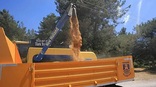 Karaova'da Karakılçık Buğdayı hasadı yapıldı