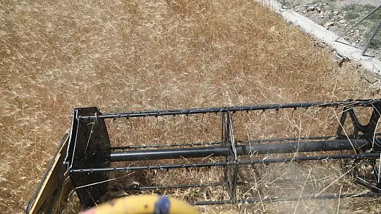 Ata tohumu karakılçık buğdayının ilk hasadı Karaova'da yapıldı