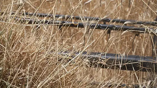 Ata tohumu karakılçık buğdayının ilk hasadı Karaova'da yapıldı