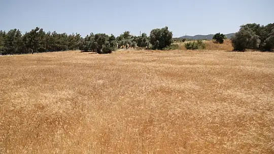 Ata tohumu karakılçık buğdayının ilk hasadı Karaova'da yapıldı