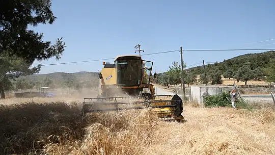 Ata tohumu karakılçık buğdayının ilk hasadı Karaova'da yapıldı