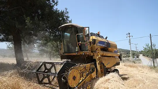 Ata tohumu karakılçık buğdayının ilk hasadı Karaova'da yapıldı