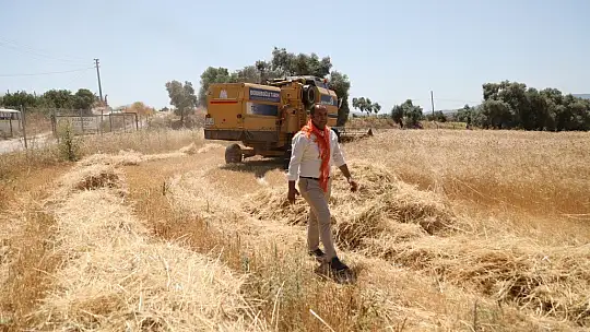 Ata tohumu karakılçık buğdayının ilk hasadı Karaova'da yapıldı