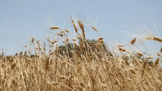 Ata tohumu karakılçık buğdayının ilk hasadı Karaova'da yapıldı