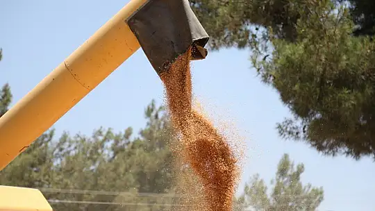 Ata tohumu karakılçık buğdayının ilk hasadı Karaova'da yapıldı