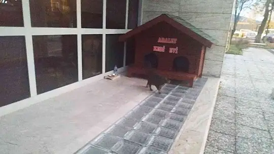 Kedi Adalet Muğla Adliyesinin maskotu oldu