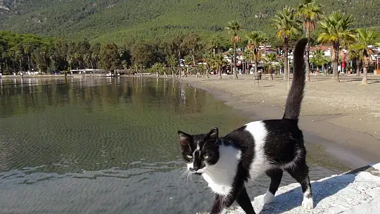 Kedi ve köpeklere mikroçip